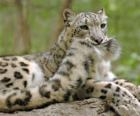 snow leopard with its tail in its mouth