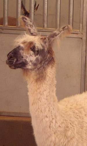 llama llooking llazy