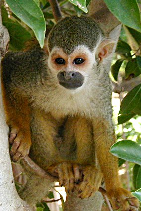 squirrel monkey in tree