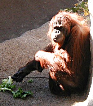 orangutan playing with its food