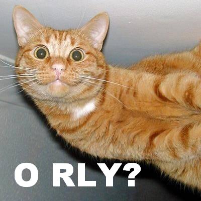 cat saying 'O RLY?' 