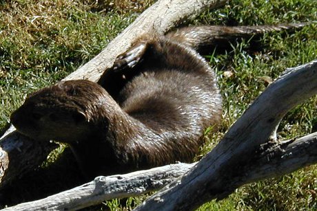 otter lying down and eating a bone