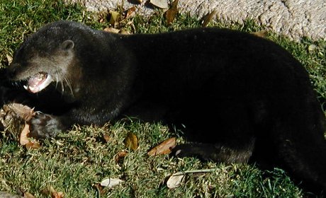 otter chewing on marrow bone