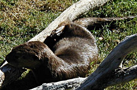 otter sitting by a tree at the Phoenix Zoo