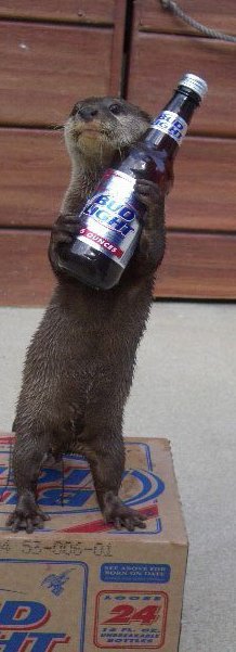 otter holding a Bud Light