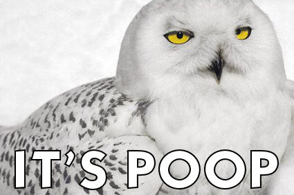 owl saying 'its poop' 