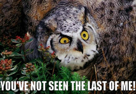 owl saying 'you've not seen the last of me!' 