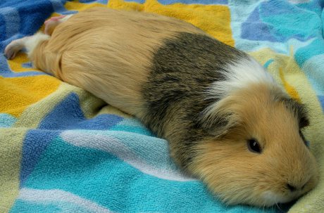 guinea pig lying on blanket