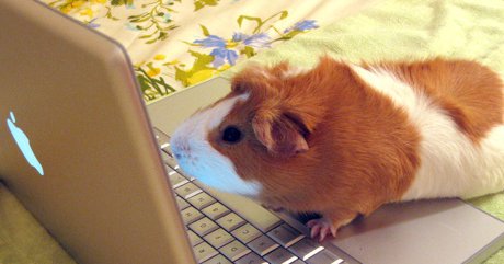 guinea pig typing on computer