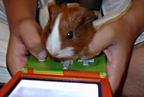 guinea pig with paws on a GameBoy