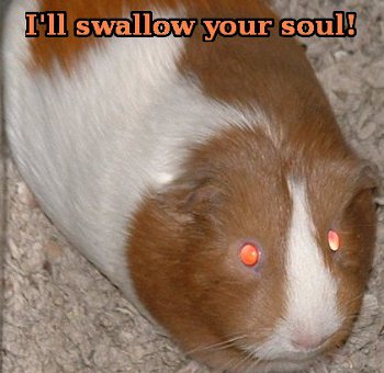 Guinea pig saying 'I'll swallow your soul!' 