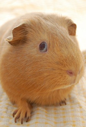 guinea pig giving you the SIDE EYE