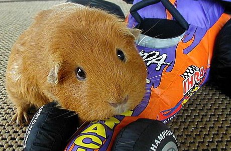 guinea pig sitting on toy car looking plaintive