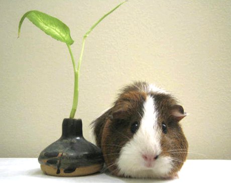 guinea pig with plant in a feng shui pose