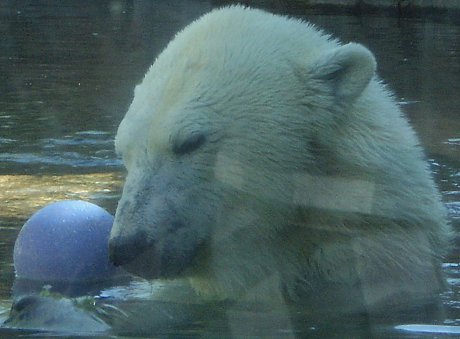 polar bear in the San Diego Zoo with a ball