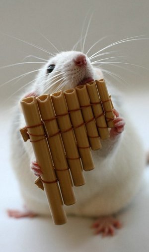 rat holding pan flute