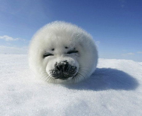 harp seal pup looking cute