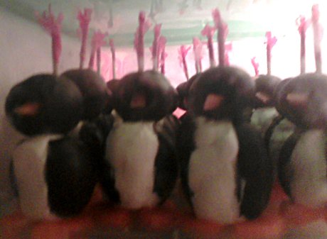 army of small cream cheese penguins