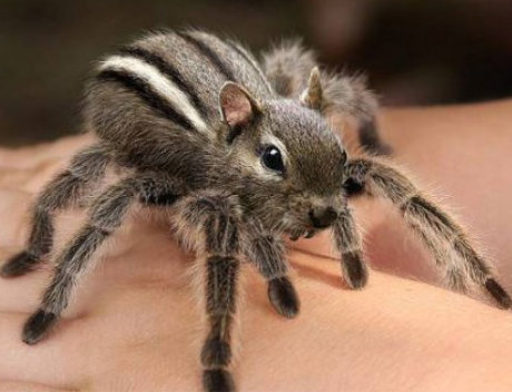 squirrel spider