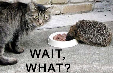 hedgehog eating cat's food, caption 'Wait, What?' 