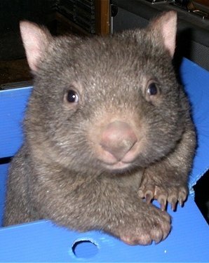 baby wombat in a box