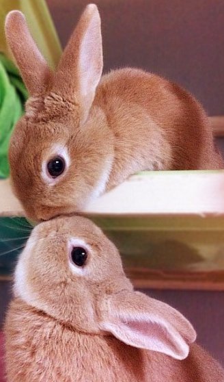 two rabbits who look like they're kissing