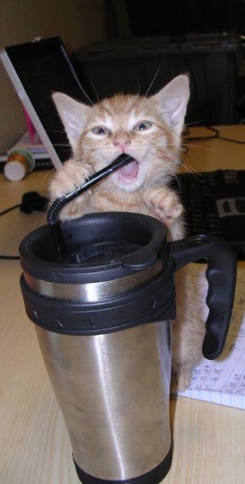 kitten playing with coffee mug, looking like it's drinking coffee