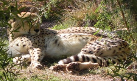 two cheetahs at the Phoenix Zoo having a serious nap