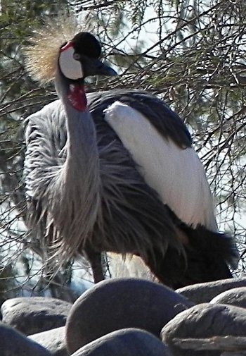 grey crowned crane at the Phoenix Zoo