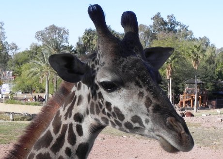 giraffe looking bored