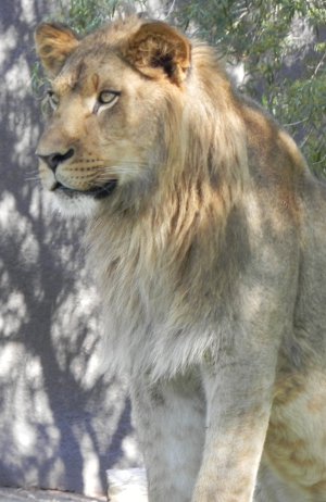 lion in the Phoenix Zoo looking peeved while sitting