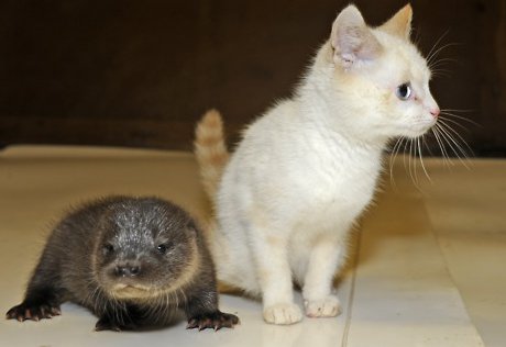 baby otter next to white kitten, both sickeningly cute