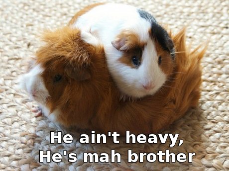 guinea pig sitting on another guinea pig's back, caption 'He ain't heavy, he's mah brother'