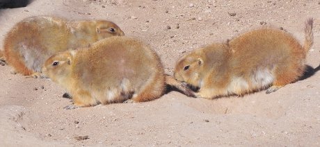 several prairie dogs running around