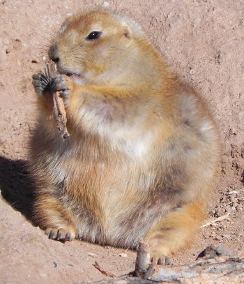 fat prairie dog chewing on some grass