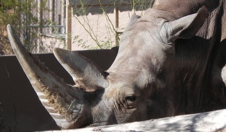 white rhino behind a wall, looking a bit grumpy