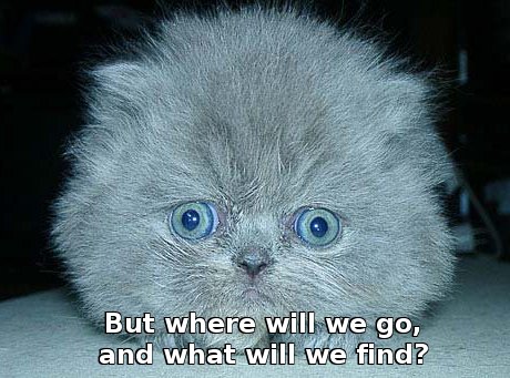 scared gray kitten saying 'But where will we go, and what will we find?'