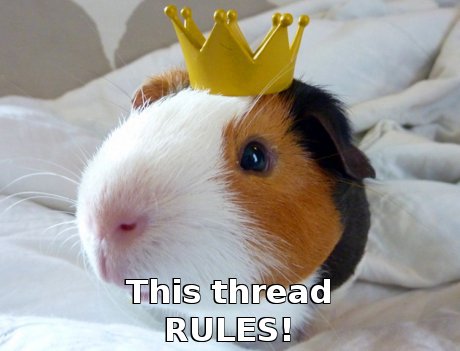 guinea pig with crown, caption 'this thread rules!'