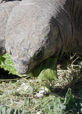 large tortoise eating lettuce