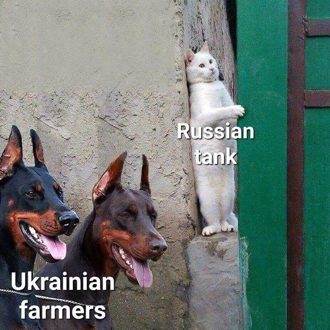 Russian tank (cat) hides from Ukrainian Farmers (dogs)