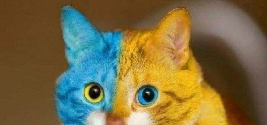 cat colored yellow and blue