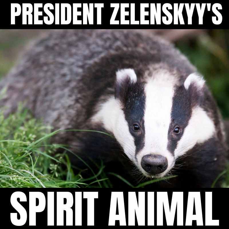 Badger, captioned 'President Zelenskyy's spirit animal'
