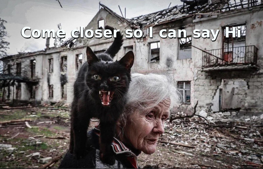 black cat, caption 'Come closer so I can say hi'