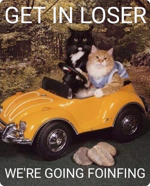 cats in toy car, caption 'Get in loser, we're going foinfing'