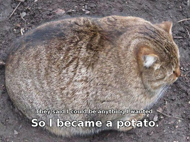 cat, caption 'They said I could be anything I wanted, so I became a potato'