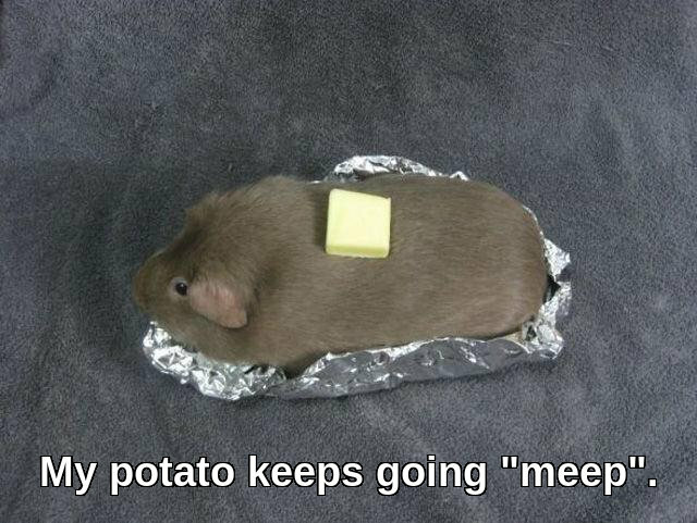 brown guinea pig on foil with butter on top, caption 'My potato keeps going meep'