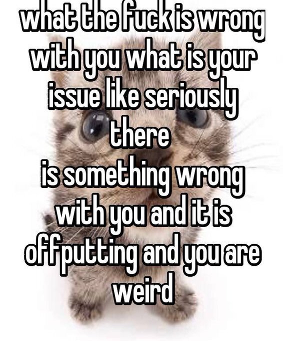 kitten captioned 'what the fuck is wrong with you what is your issue like seriously there is something wrong with you and it is offputting and you are weird'
