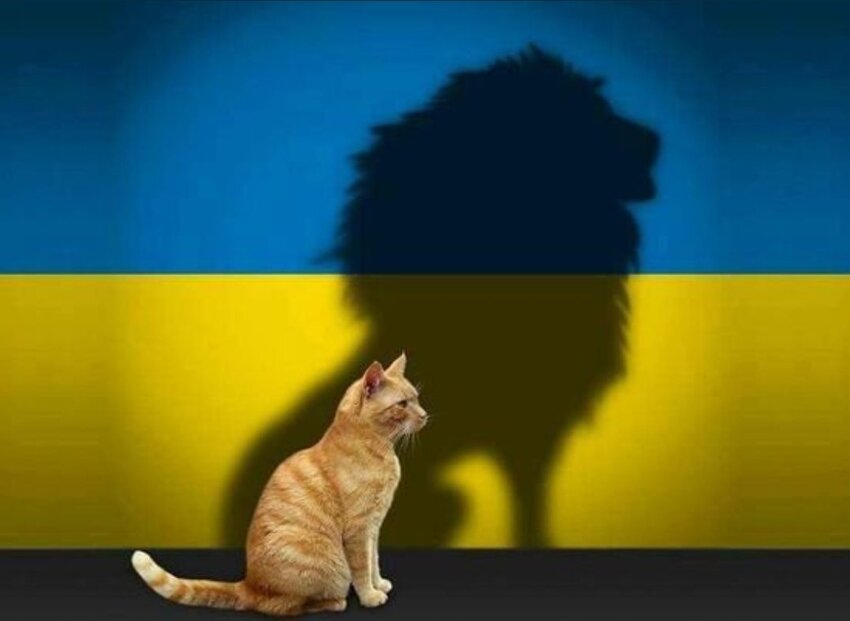 orange cat in front of Ukraine flag, cat's shadow is not a cat, but a lion
