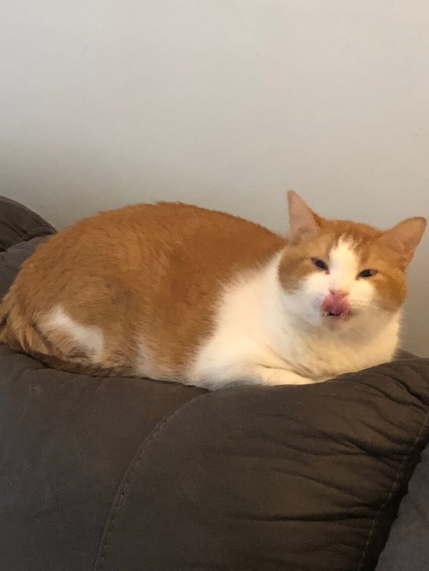 orange and white cat McButt sitting on couch with tongue out