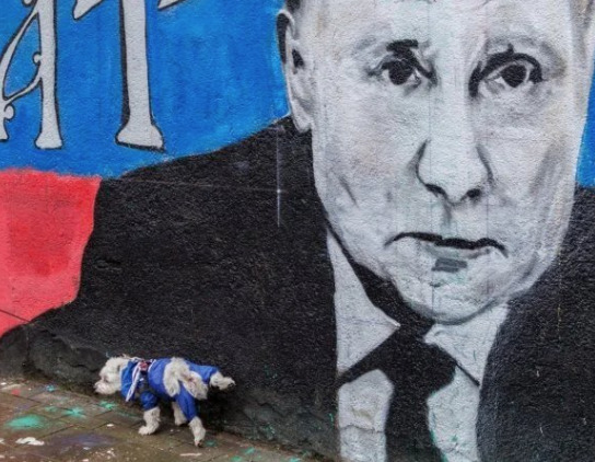 dog peeing on a wall mural of Putin